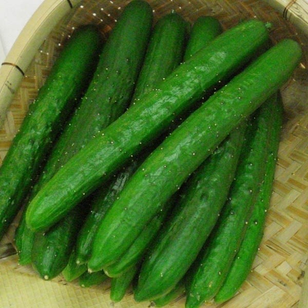 種 野菜たね キュウリ F1みやま地這 1袋(1ml)