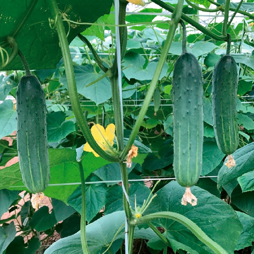 種 野菜たね キュウリ F1ニャンさん 1袋(6粒)