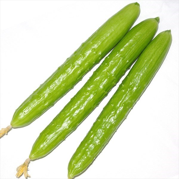 種 野菜たね キュウリ F1うぐいすキュウリ 1袋(6粒)