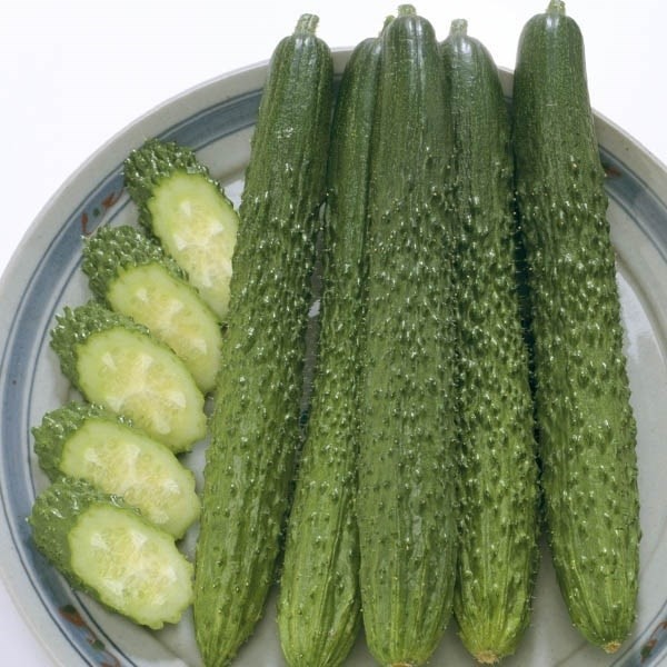種 野菜たね キュウリ F1シャキット 1袋(15粒)