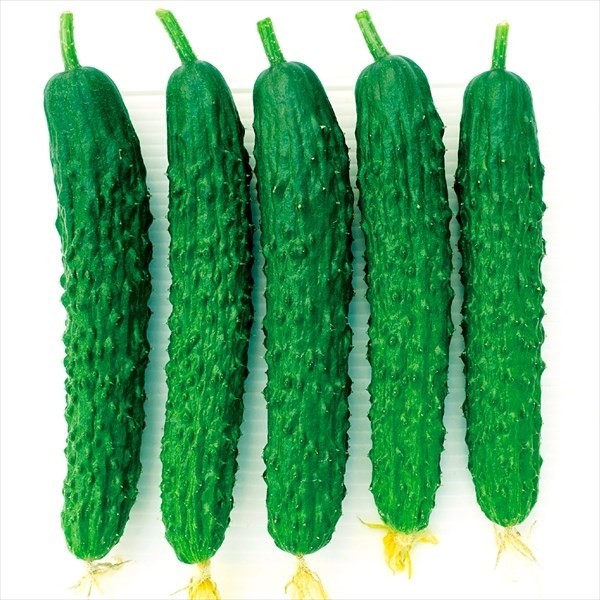 種 野菜たね キュウリ F1カリッと四葉 1袋(8粒)