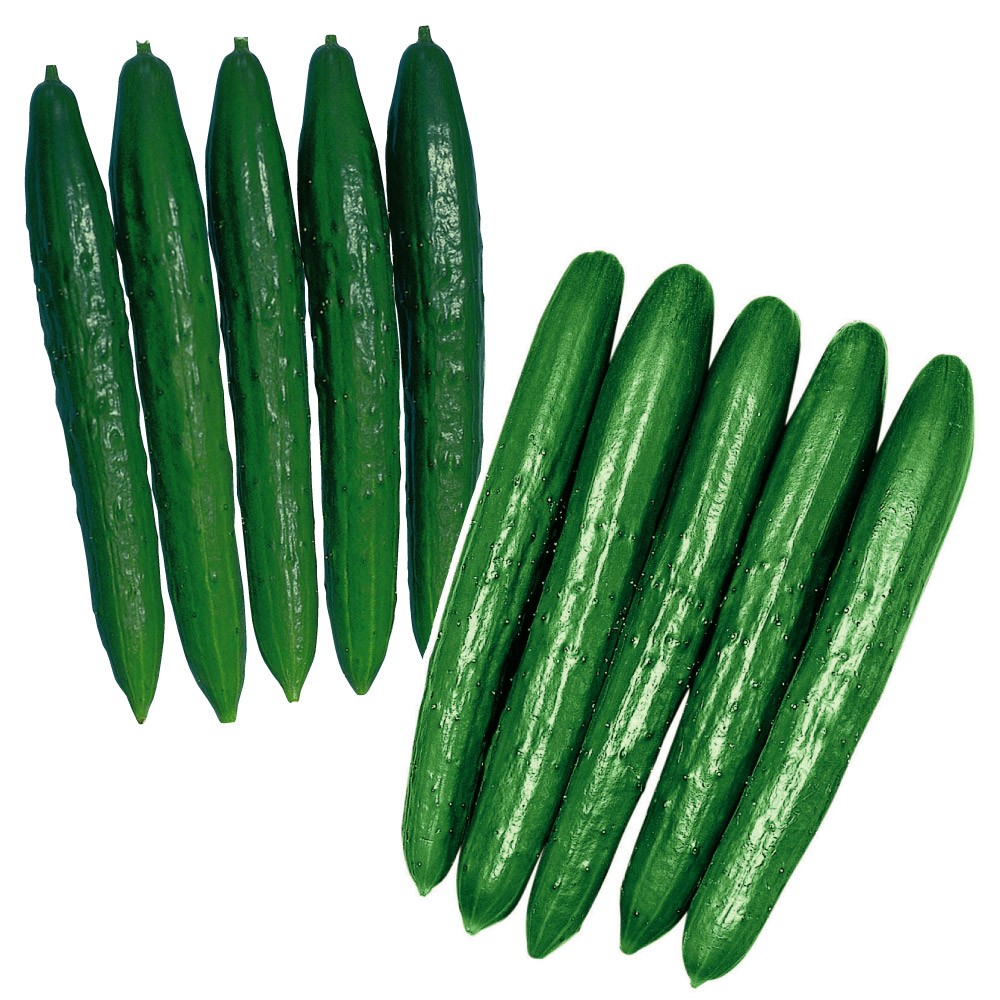 種 野菜たね 大人気キュウリセット 2種2袋