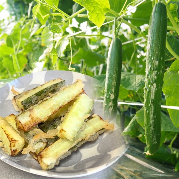 種 野菜たね 天ぷら専用 キュウリ F1天ぷらZ 1袋(8粒)