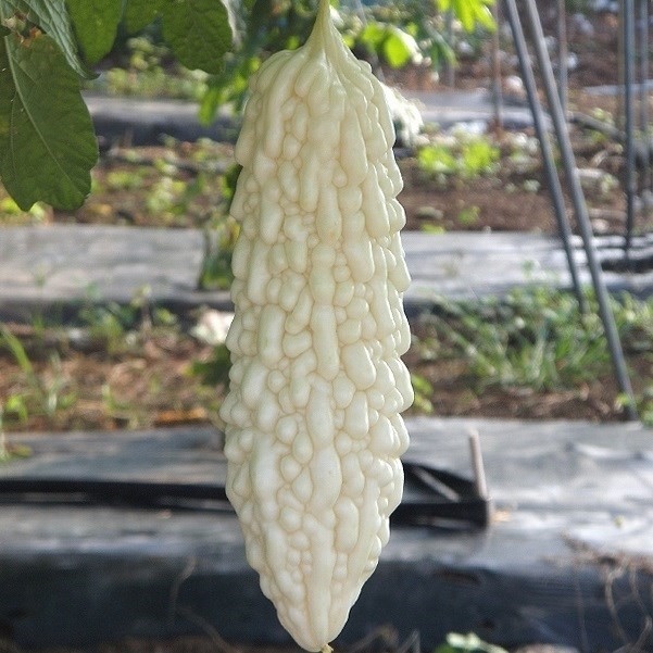 種 野菜たね ゴーヤ F1さらゴーヤ 1袋(8粒)