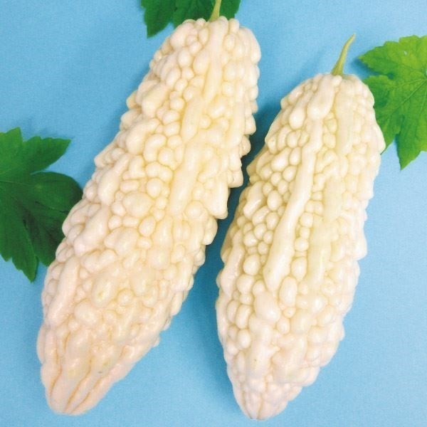 種 野菜たね ゴーヤ 沖縄白ゴーヤ 1袋(8ml)