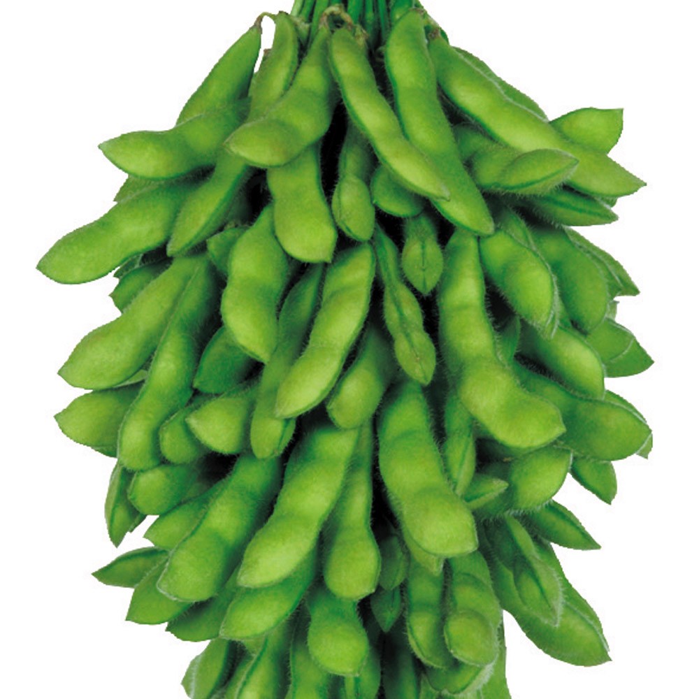 種 野菜たね エダマメ 神風香PVP（R) 1袋(40ml)