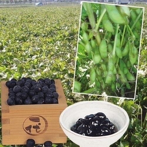 種 野菜たね エダマメ 丹波黒大豆 1袋(20ml)
