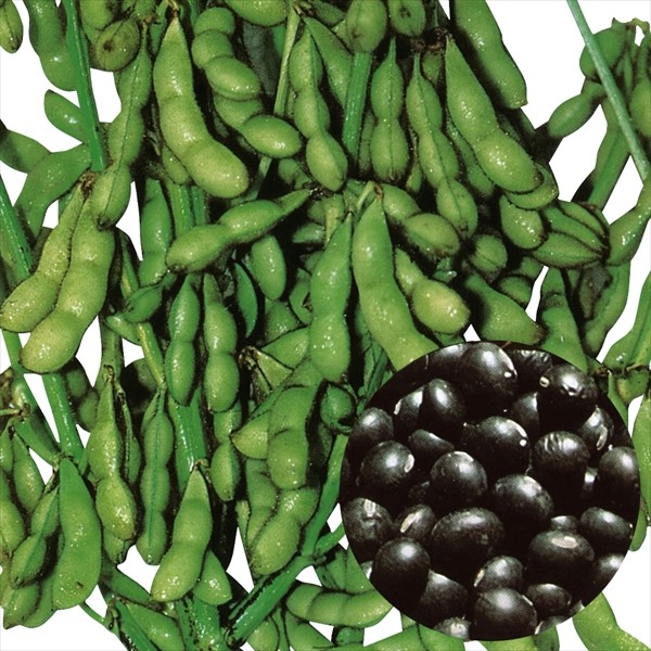 種 野菜たね エダマメ 北海黒 1袋(40ml)