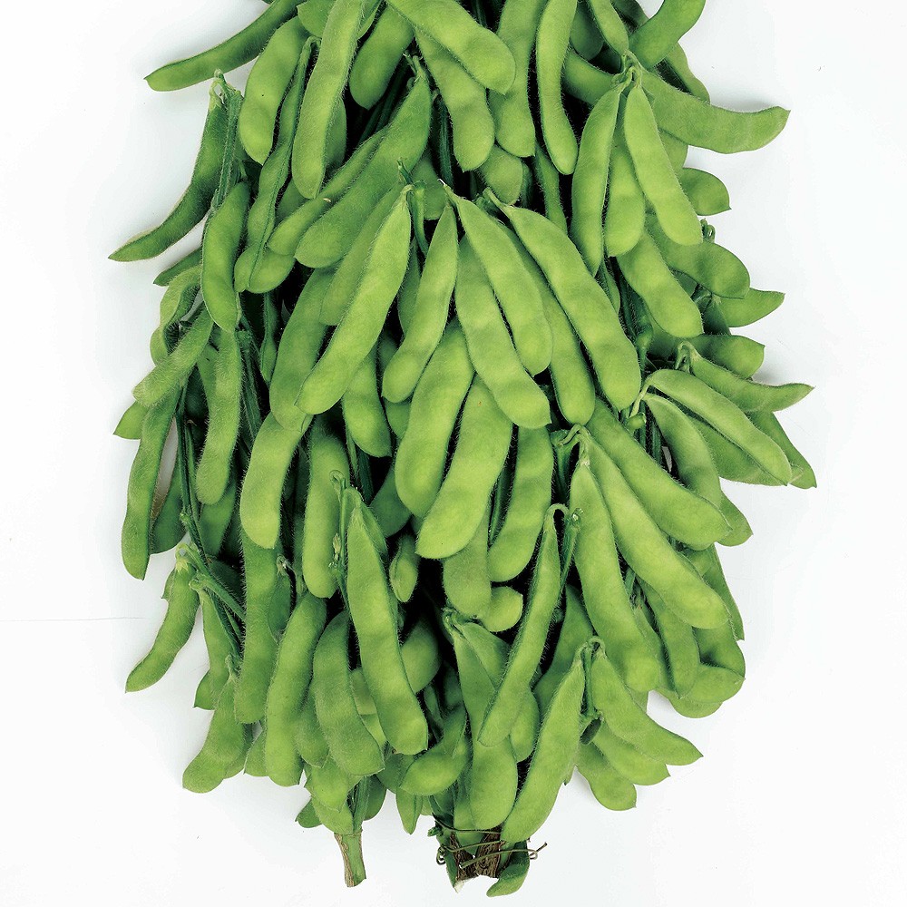 種 野菜たね 枝豆 早生超多収枝豆 1袋(10ml)