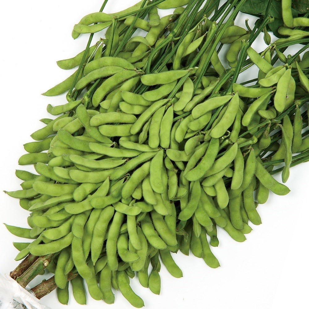 種 野菜たね エダマメ とびきりPVP 1袋(25ml)