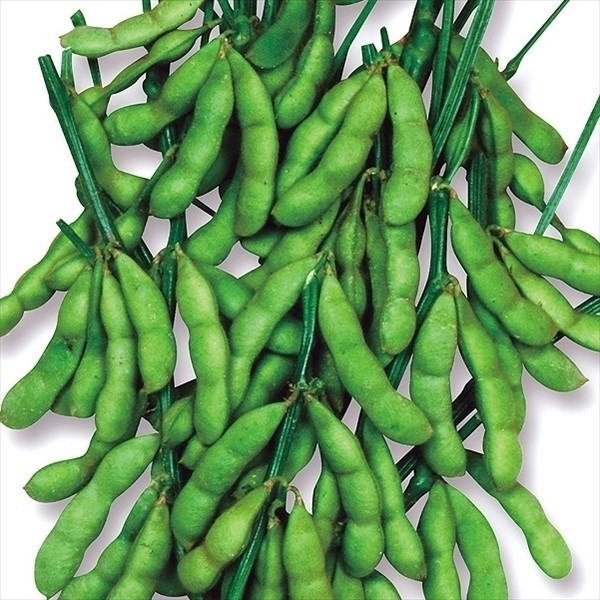 種 野菜たね エダマメ 早生黒奉行 1袋(30ml)