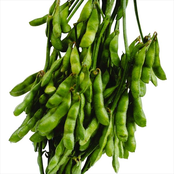 種 野菜たね エダマメ 北の初恋 1袋(40ml)