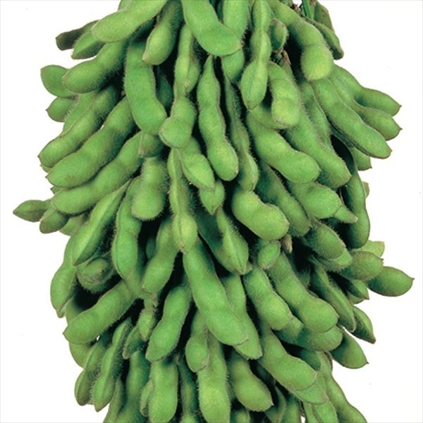 種 野菜たね エダマメ サッポロミドリ 1袋(20ml)