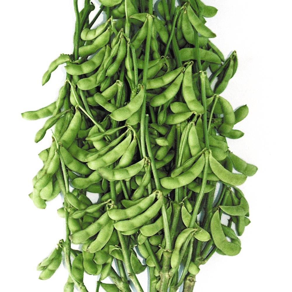 種 野菜たね エダマメ 極早生茶豆 1袋(40ml)