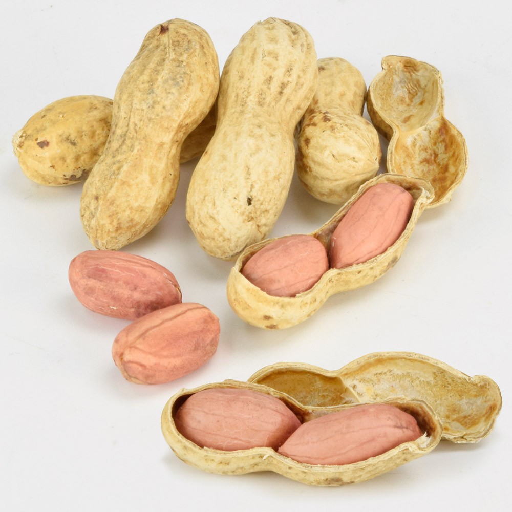 種 野菜たね 落花生 QなっつPVP（千葉Ｐ114号）（R) 1袋(25ml)