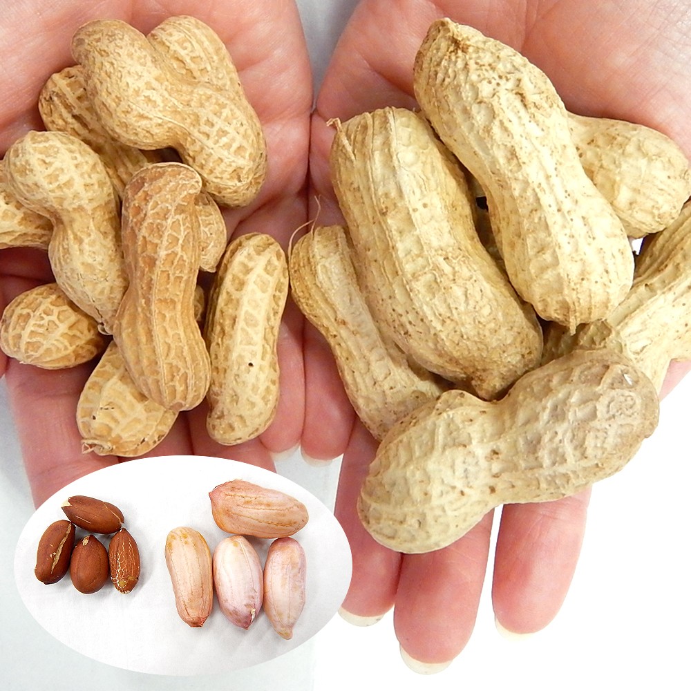 種 野菜たね 落花生 おおまさりネオPVP 1袋(30ml)