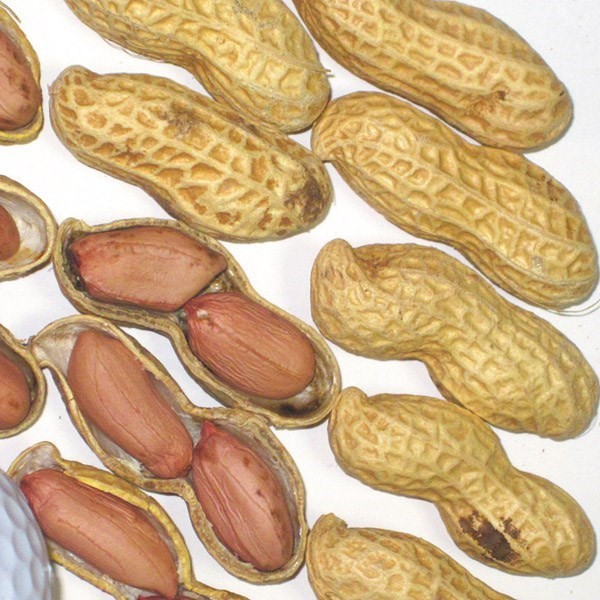 種 野菜たね 落花生 タチマサリ 1袋(30ml)