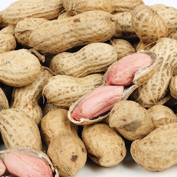 種 野菜たね 落花生 ナカテユタカ 1袋(25ml)