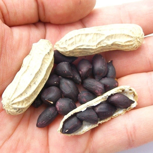 種 野菜たね 黒落花生 1袋(20ml)