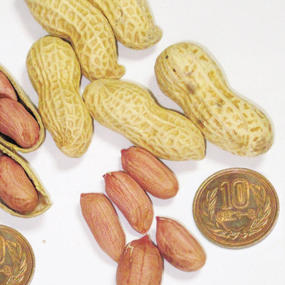 種 野菜たね 落花生 ゆで落花生郷の香 1袋(30ml)