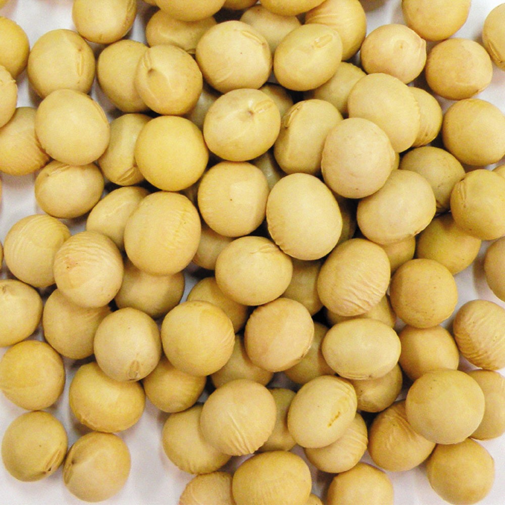 種 野菜たね 大豆 たまふくら 1袋(30ml)