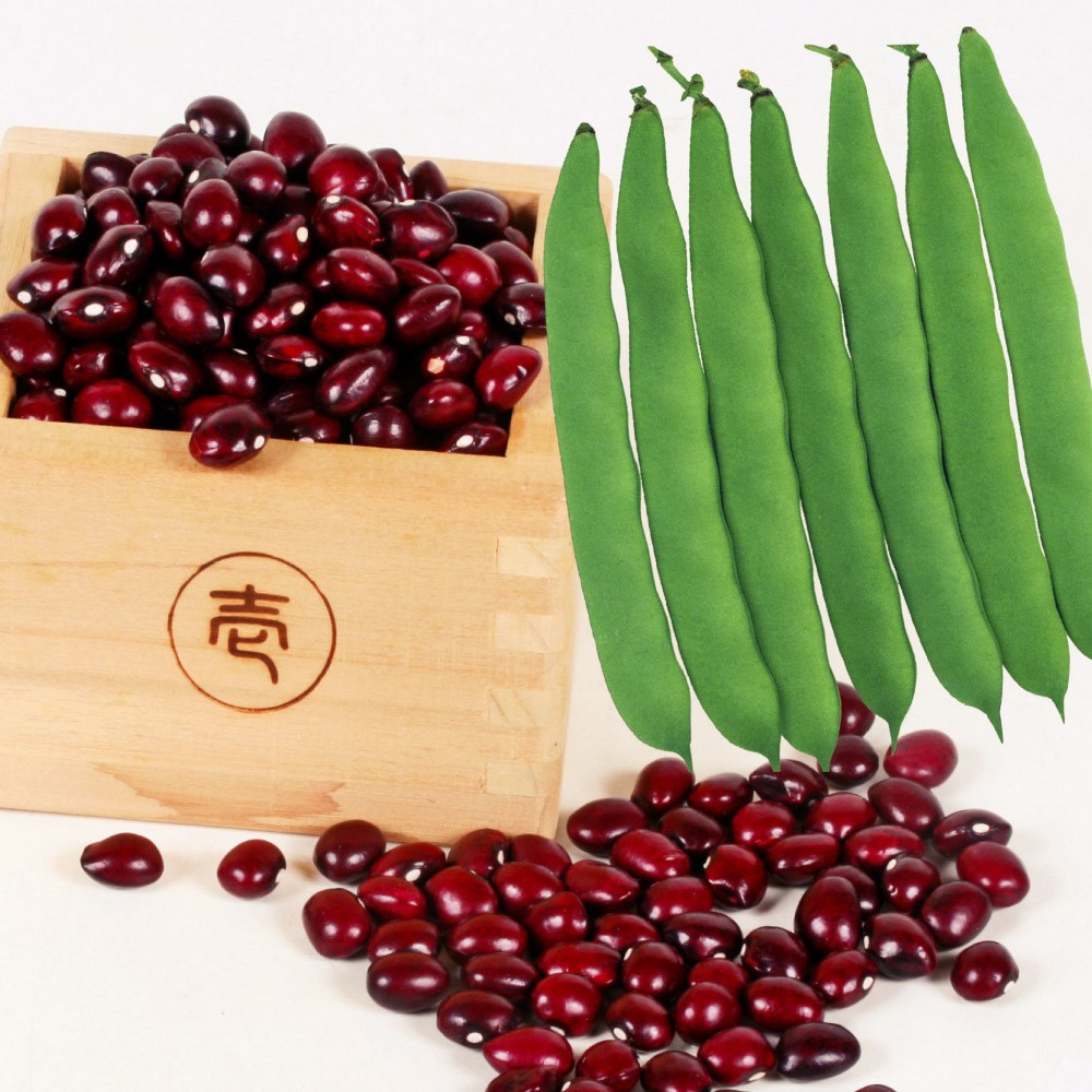 種 野菜たね インゲン つるあり金時菜豆 1袋(30ml)