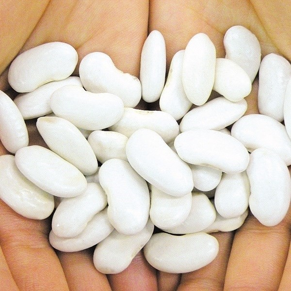 種 野菜たね 豆 大福豆（おおふくまめ) 1袋(20ml)