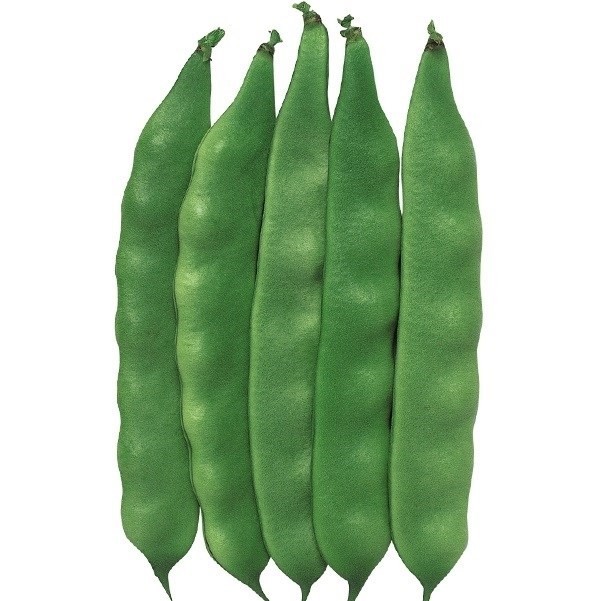 種 野菜たね インゲン モロッコ 1袋(30ml)