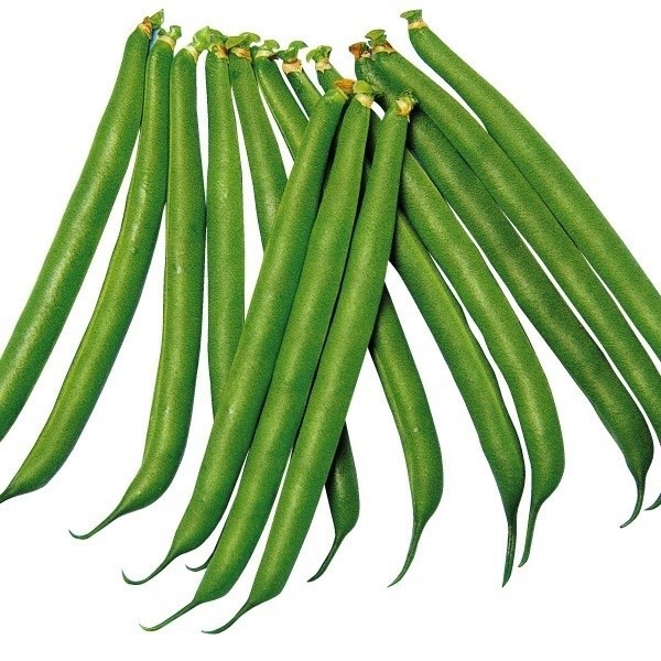 種 野菜たね インゲン つるありやわらかインゲン 1袋(25ml)