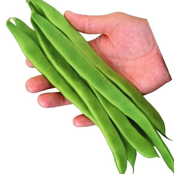 種 野菜たね インゲン ジャンボスター 1袋(30ml)