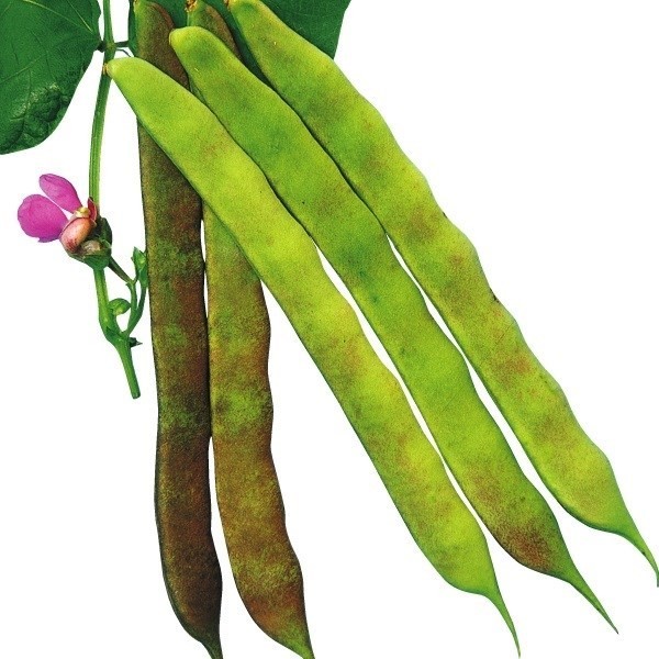 種 野菜たね インゲン むらさきいんげん 1袋(30ml)