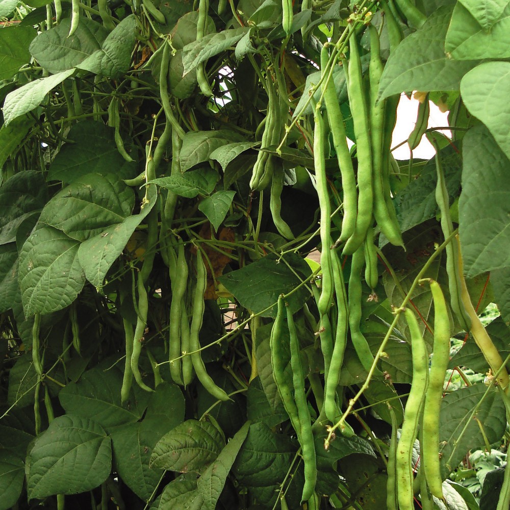 種 野菜たね インゲン 鈴なり大王 1袋(50ml)