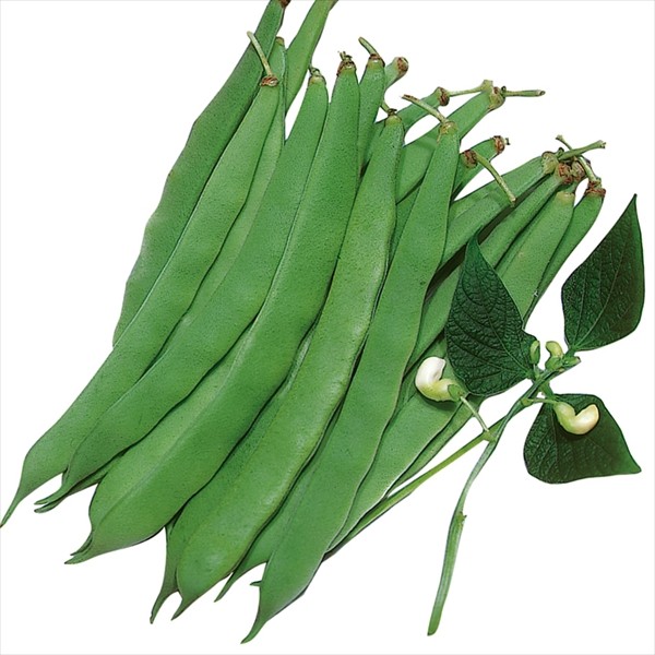 種 野菜たね インゲン ラスティ 1袋(30ml)