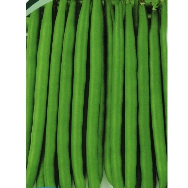 種 野菜たね インゲン ゆであげ美人 1袋(30ml)