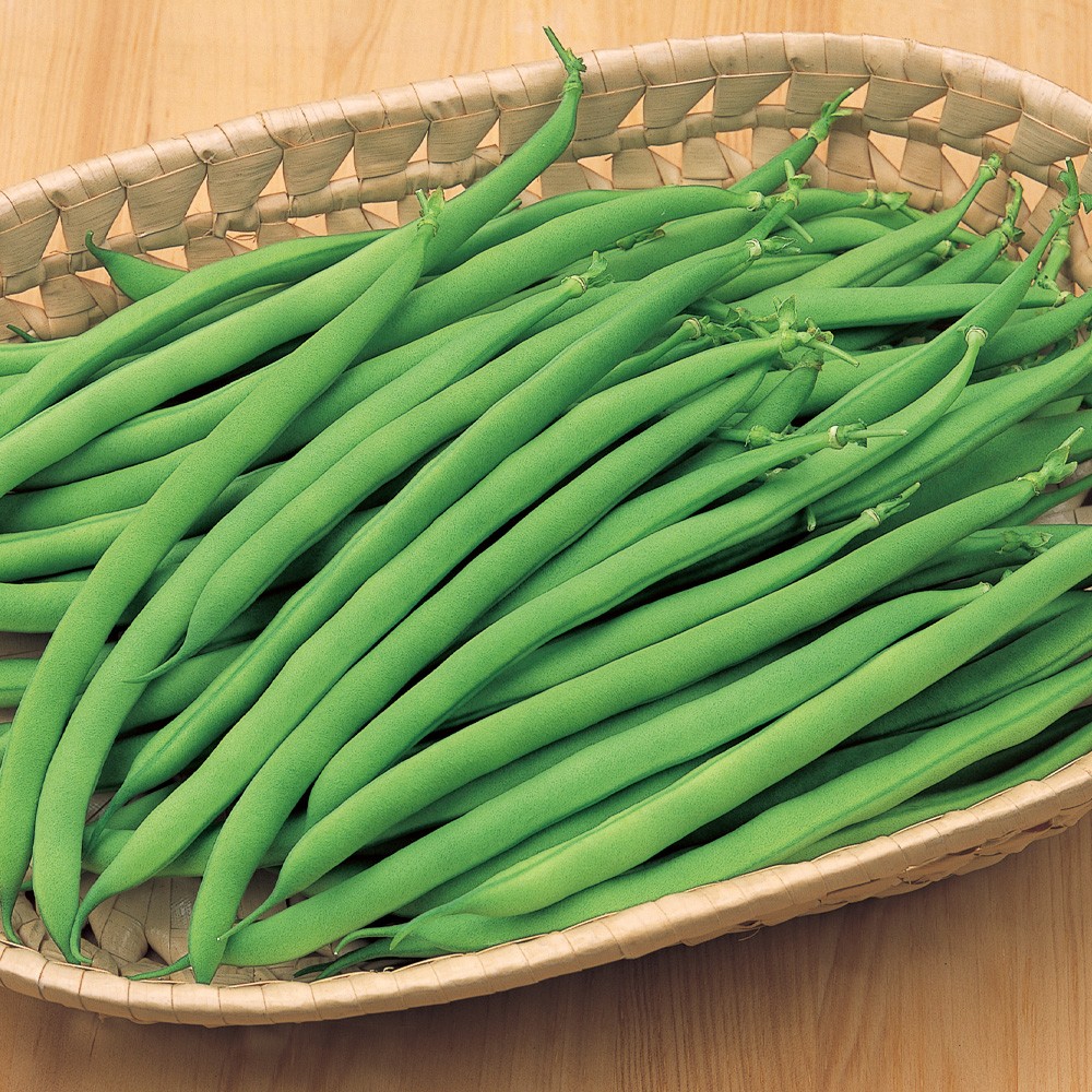 種 野菜たね インゲン サクサク王子(R)ネオPVP 1袋(20ml)