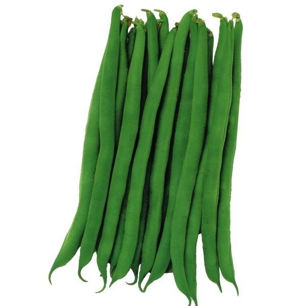 種 野菜たね インゲン 極早生どじょうインゲン 1袋(30ml)