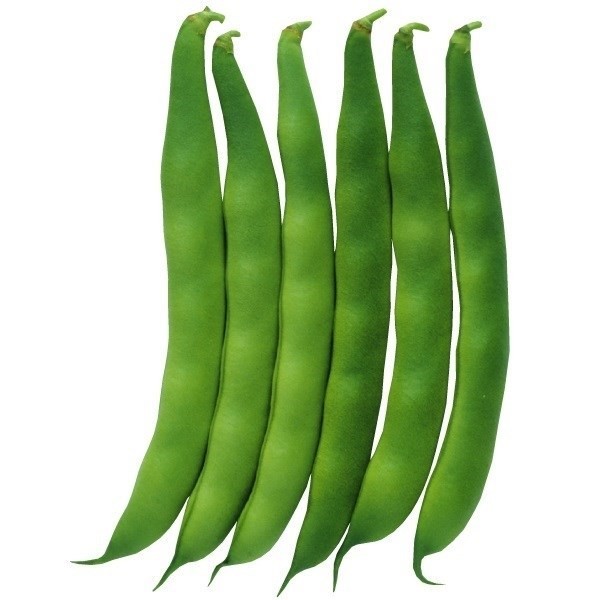 種 野菜たね インゲン つるなしモロッコ 1袋(30ml)