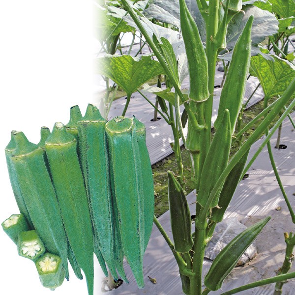 種 野菜たね オクラ F1鈴なりオクラ 1袋(10ml)