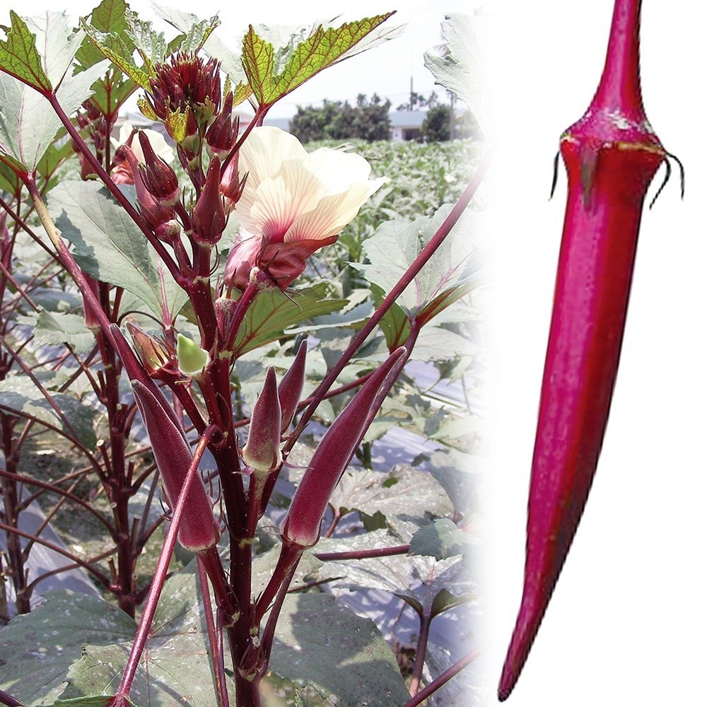 種 野菜たね オクラ F1島の恋 1袋(10ml)