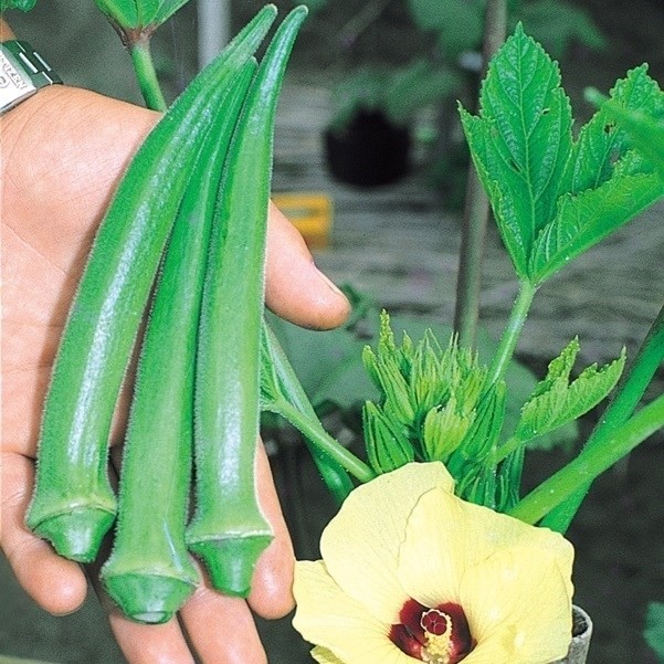 種 野菜たね オクラ ビューティーフィンガー 1袋(10ml)