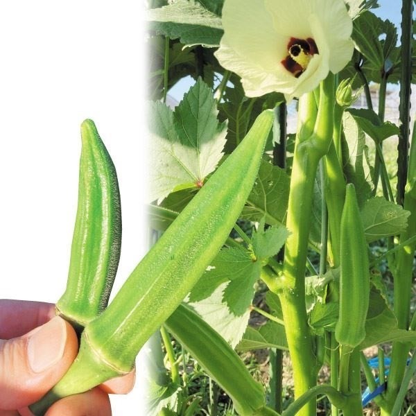 種 野菜たね オクラ F1クリスプキング 1袋(10ml)