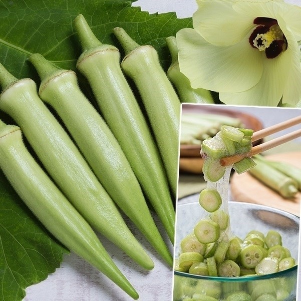 種 野菜たね オクラ F1ヘルシエ 1袋(90粒)