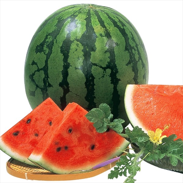 種 野菜たね スイカ F1縞王 1袋(6粒)