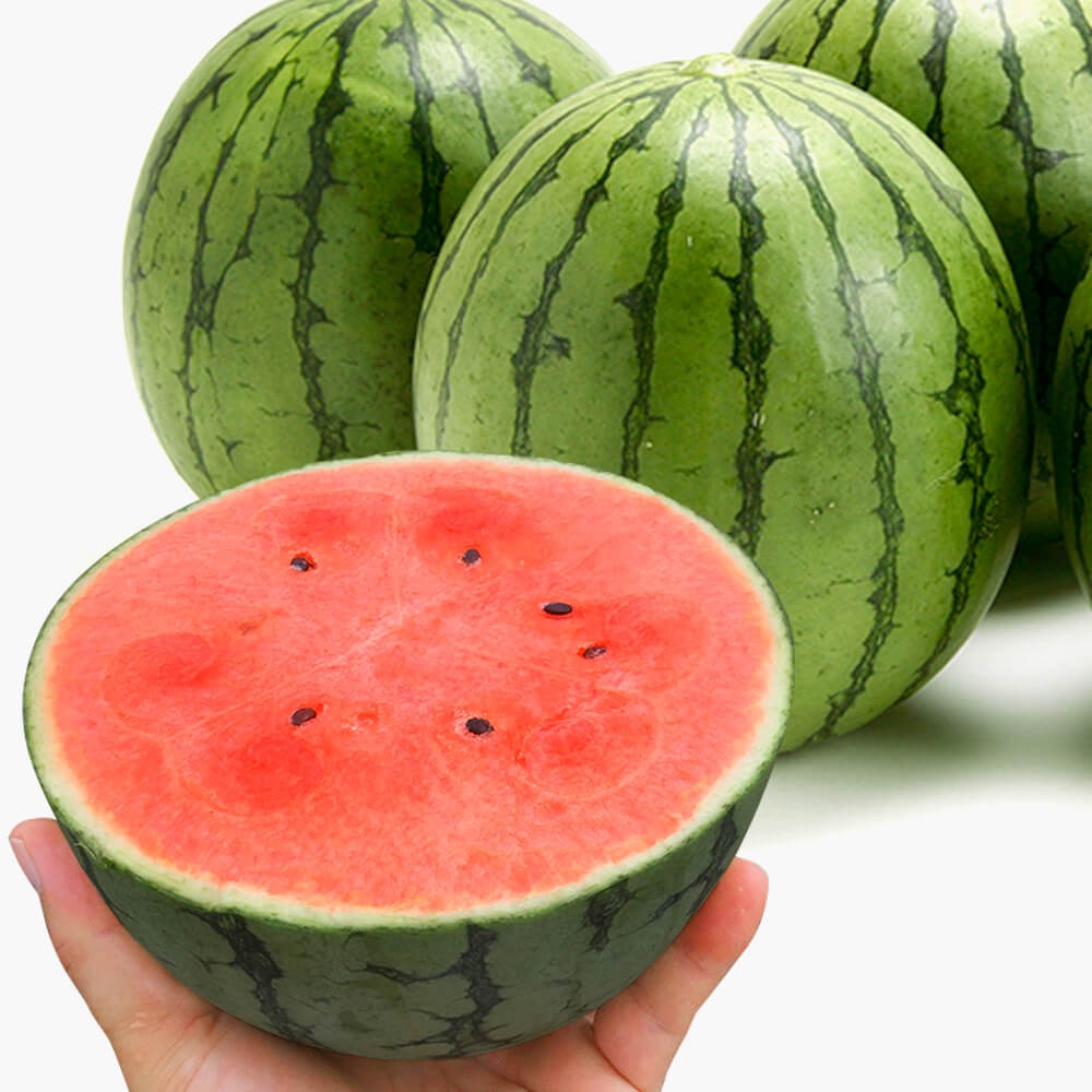 種 野菜たね スイカ F1ピノ・ガールR 1袋(7粒)