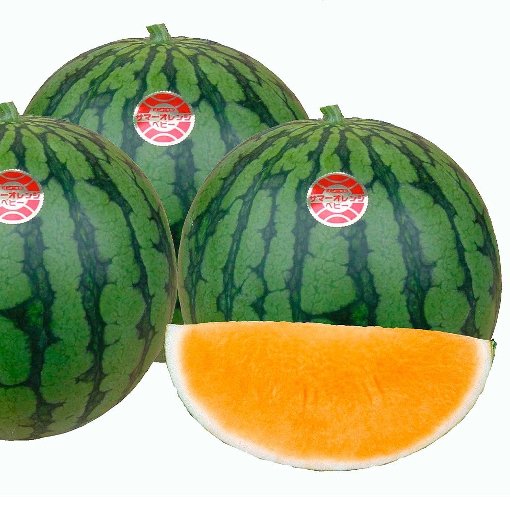種 野菜たね スイカ F1サマーオレンジベビー 1袋(7粒)