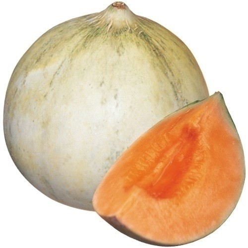 種 野菜たね メロン F1キューピット 1袋(10粒)