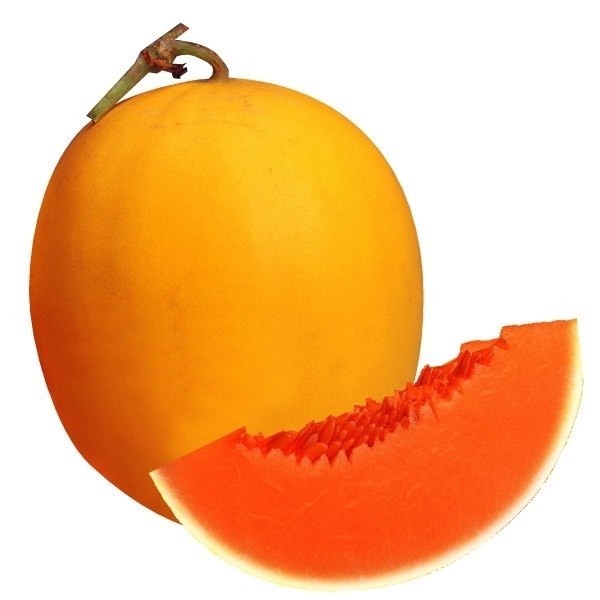 種 野菜たね メロン F1アポロ 1袋(5粒)