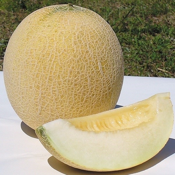 種 野菜たね メロン F1ムーンライト 1袋(6粒)