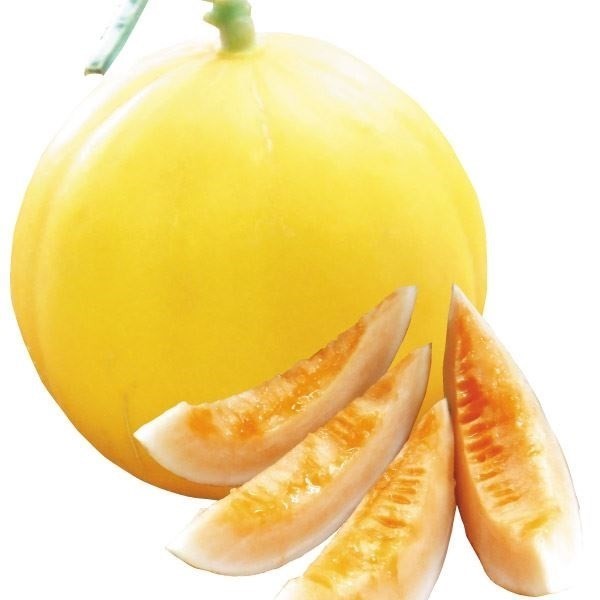 種 野菜たね メロン F1おてがるキイたん 1袋(7粒)