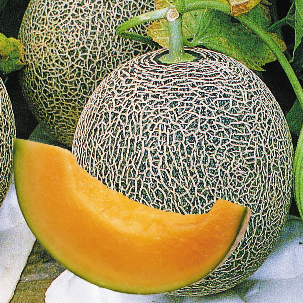 種 野菜たね メロン F1タカミレッド 1袋(8粒)